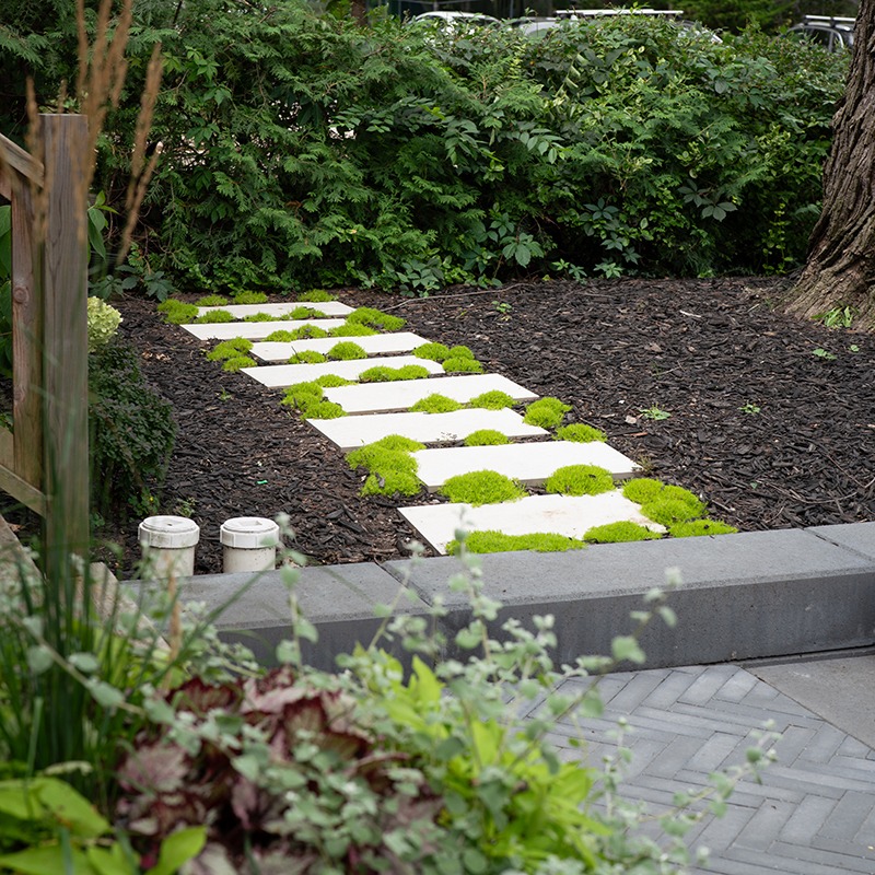 Garden path with white stepping stones, surrounded by green plants and mulch, bordered by a wooden fence and dense foliage.