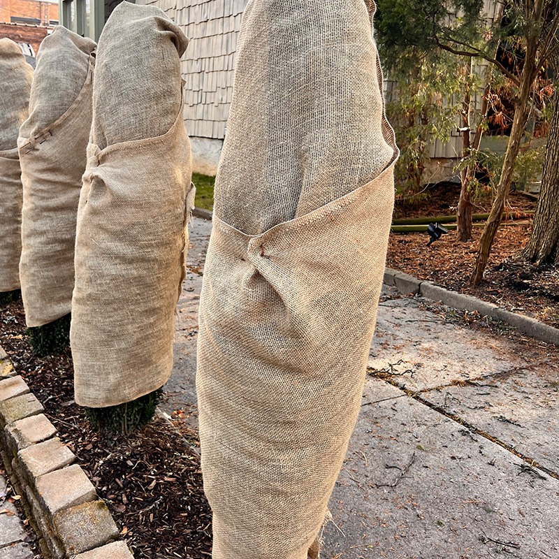 Burlap-wrapped trees stand along a paved path near a wooden house. The trees are protected from cold weather, surrounded by mulch and bricks.